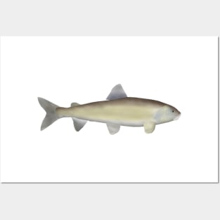 Mountain Whitefish Posters and Art